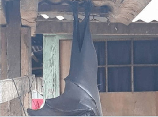 FOTO: Se viraliza la imagen de un murciélago "de tamaño humano"
